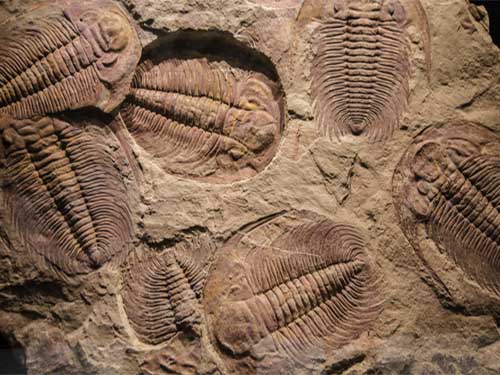 Fossils