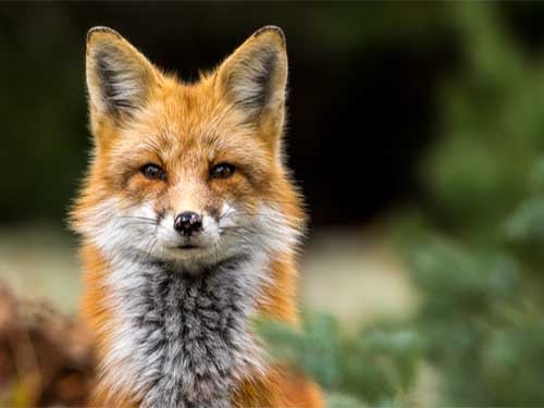 Fox