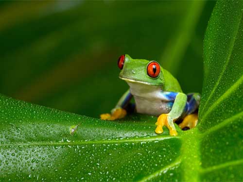 Frogs