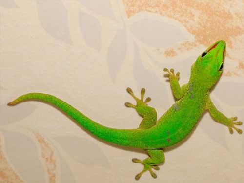 Geckos