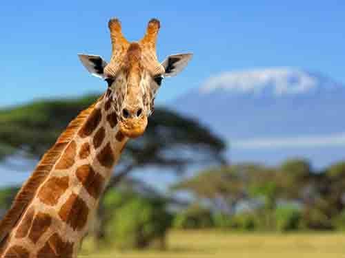 Giraffe