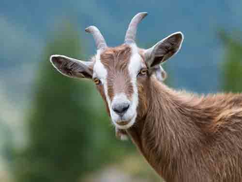 Goat