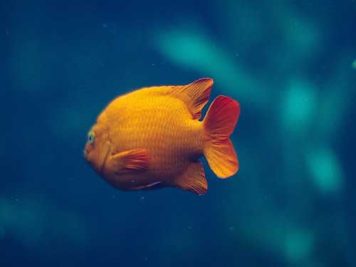 Goldfish
