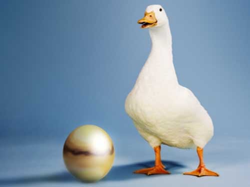 Golden Goose