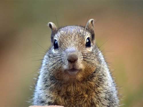 Gopher