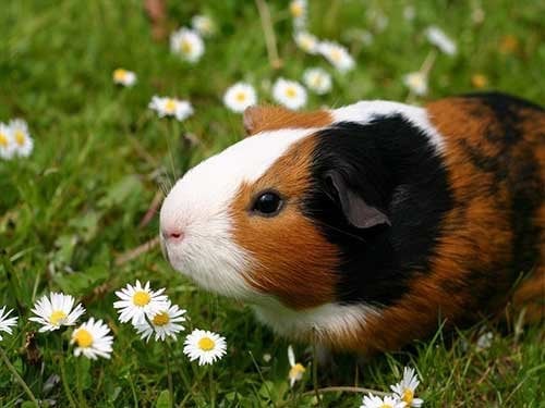 Hamster