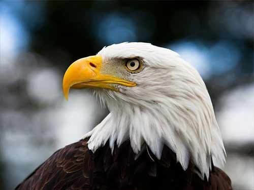 Hawk