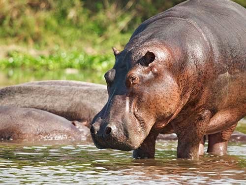 Hippo