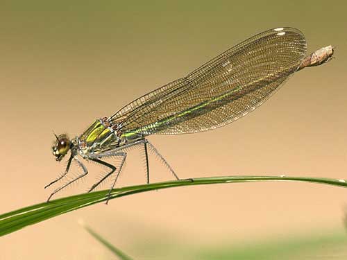 Insects