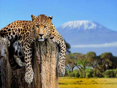 Jaguar