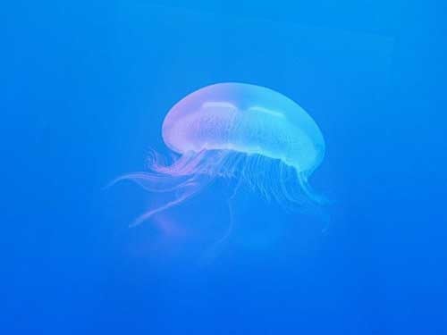 Jellyfish