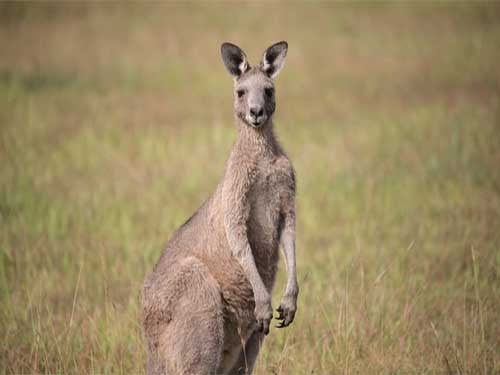 Kangaroo
