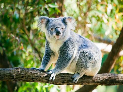 Koala