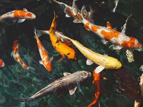 Koi Fish