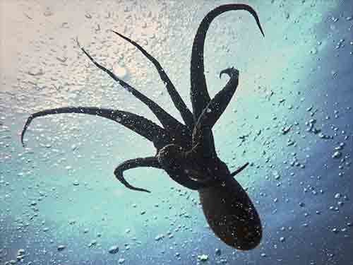 Kraken