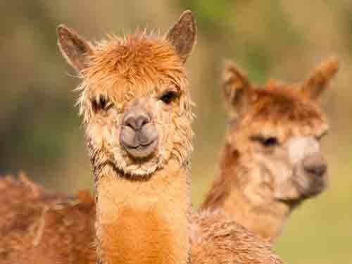 Llama