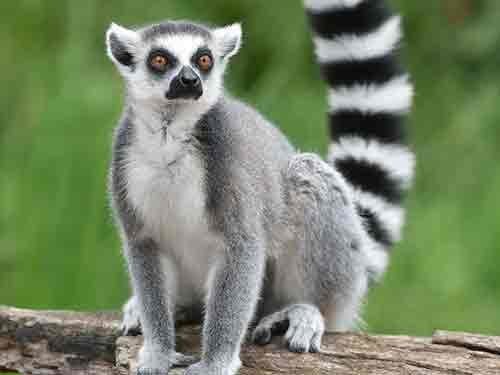 Lemur