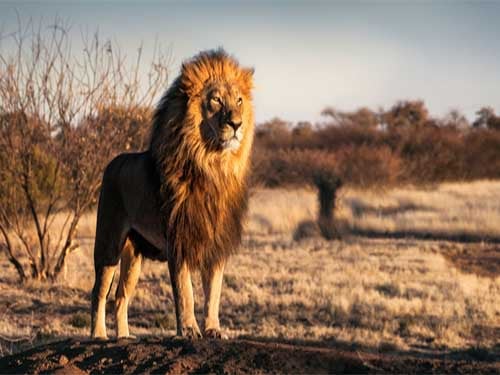 Lions