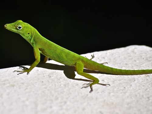 Lizard