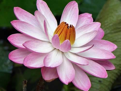 Lotus