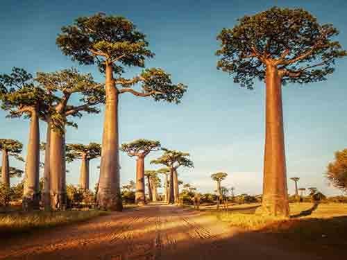 Madagascar