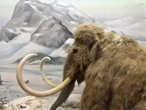 Mammoth