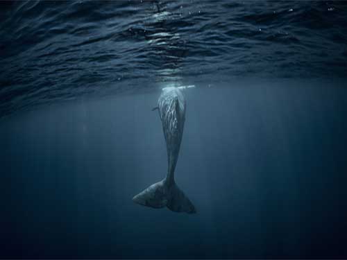 Moby Dick