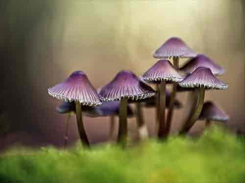 Mushroom