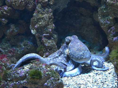 Octopus
