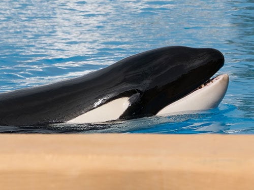 Orca