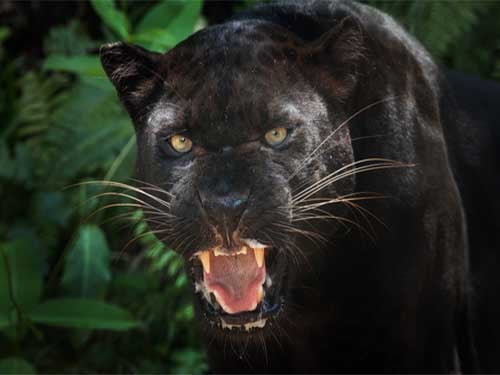Panther