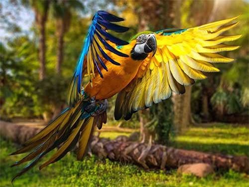 Parrots