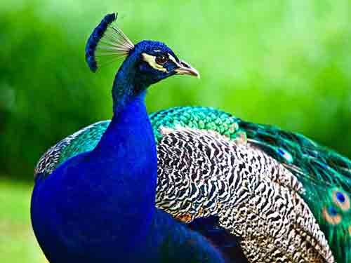 Peacock