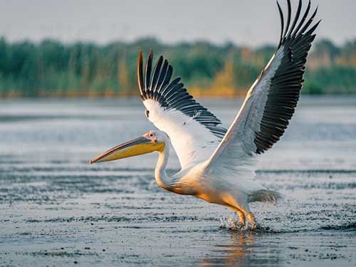 Pelican