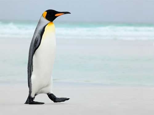 Penguins