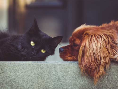 Pets