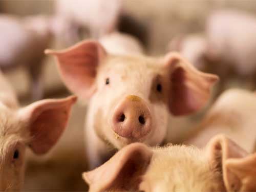 Pigs