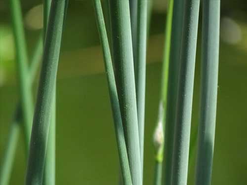 Plants