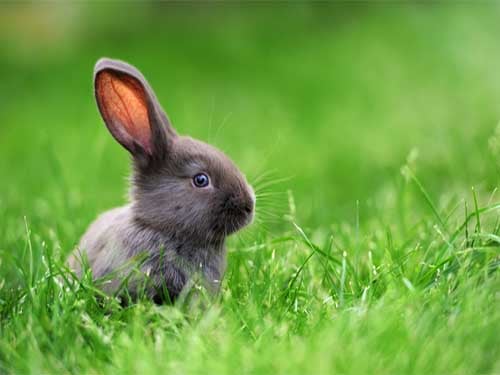 Rabbits