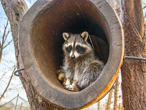 Racoon
