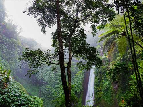 Rainforest
