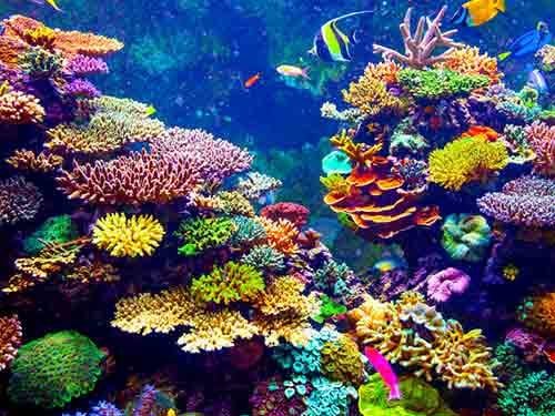 Reef