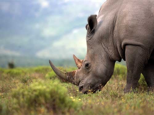 Rhino