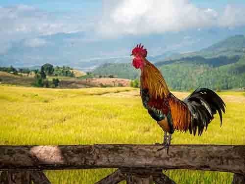 Rooster