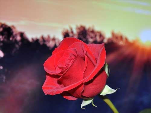 Roses