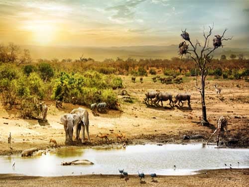 Safari