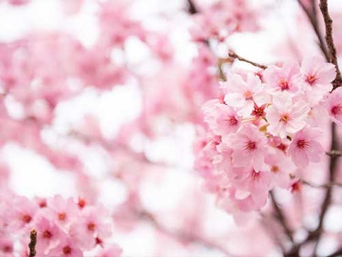 Sakura