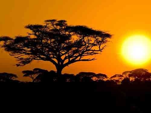 Savanna