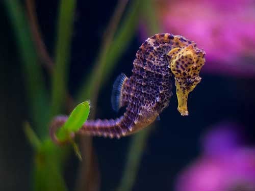 Seahorse