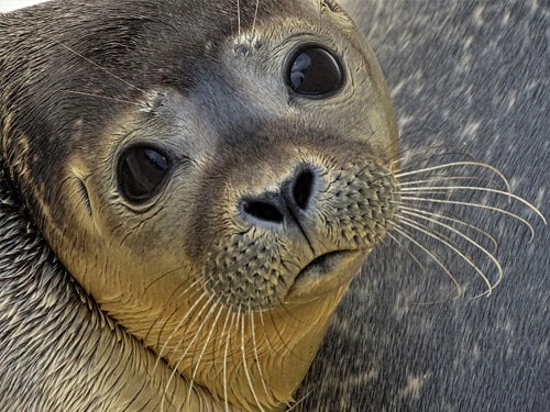 Seals